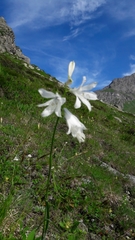 Paradisea liliastrum