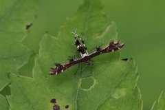 Geina tenuidactylus