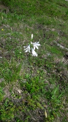 Paradisea liliastrum