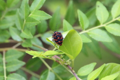 Poecilocoris lewisi