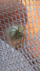 Oxyopes lineatus