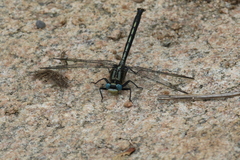 Arigomphus cornutus