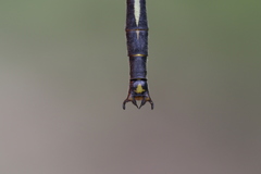 Arigomphus cornutus
