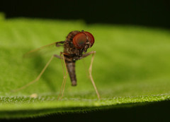 Chrysopilus basilaris