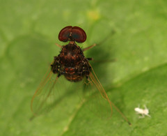 Chrysopilus basilaris