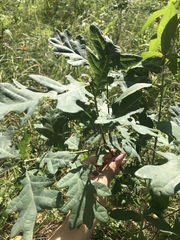 Quercus robur