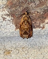 Olethreutes tilianum