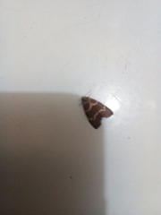 Phoenicophanta