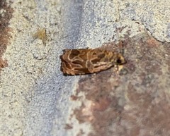Olethreutes tilianum