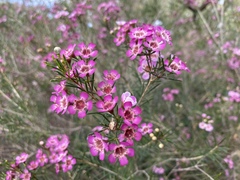 Chamelaucium uncinatum