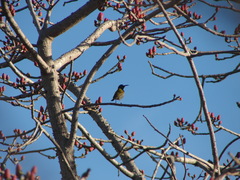 Cyanomitra verticalis