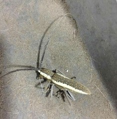 Neoptychodes trilineatus