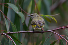 Yellow-Rumped Thornbill photo 4
