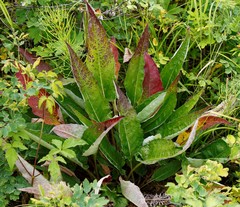 Saussurea pseudotilesii