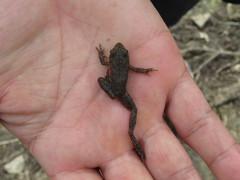 Glandirana rugosa