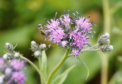 Saussurea pseudotilesii