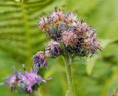 Saussurea pseudotilesii