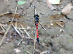Agrionoptera insignis