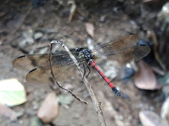 Agrionoptera insignis