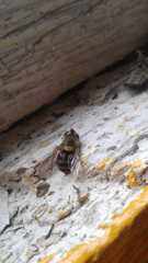 Syrphus ribesii