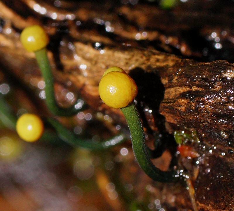 Chlorovibrissea