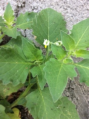 Solanum nigrum