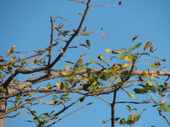 Chloropicus goertae
