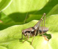 Pholidoptera griseoaptera