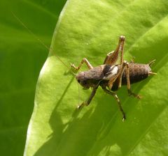Pholidoptera griseoaptera
