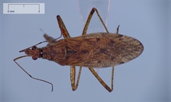 Nabis roseipennis