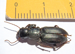 Acinopus megacephalus