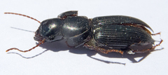 Acinopus megacephalus