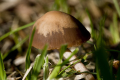 Panaeolus foenisecii