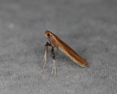 Caloptilia invariabilis