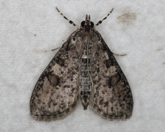 Palpita aenescentalis