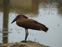 Hamerkop photo 6