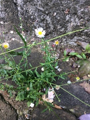 Erigeron karvinskianus