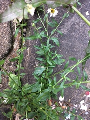 Erigeron karvinskianus