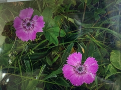 Dianthus alpinus