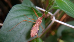 Epidaus sexspinus