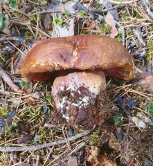 Boletus pinophilus