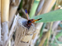 Rhynchium oculatum oculatum