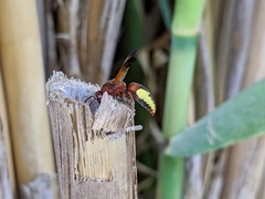 Rhynchium oculatum oculatum