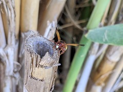 Rhynchium oculatum oculatum