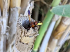 Rhynchium oculatum oculatum