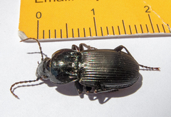 Pterostichus melas