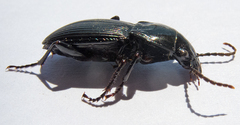 Pterostichus melas