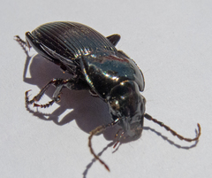 Pterostichus melas