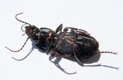 Pterostichus melas