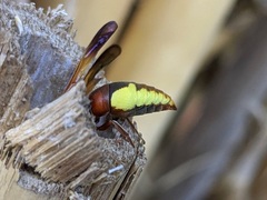 Rhynchium oculatum oculatum